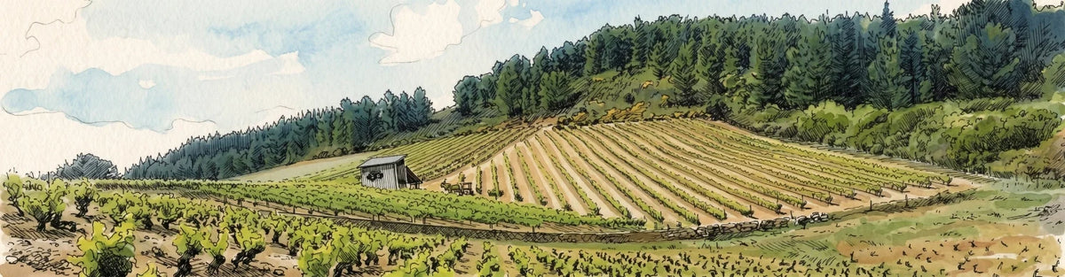 viñas de mencia en el bierzo, castilla leon