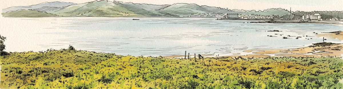viñas de albariño en rias baixas galicia