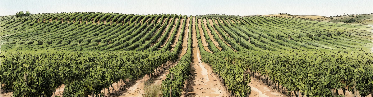 viñedos de verdejo de rueda castilla leon