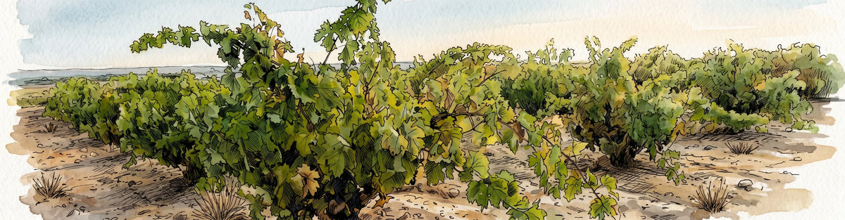 viñedos de toro zamora