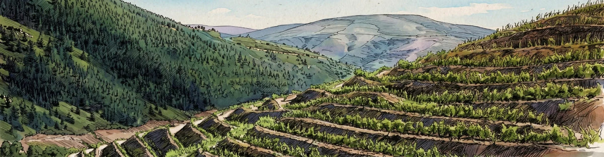 viñedos de valdeorras galicia